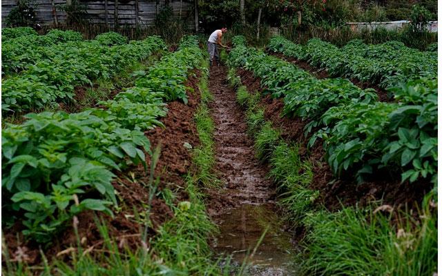 Huerta_colaborativa_intercambio_y_reciprocidad